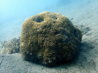 diving in eilat.jpg