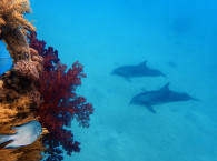 eilat introductory dive.jpg