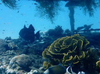 scubasiving in eilat.jpg