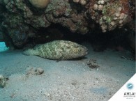 групер в КРасном море Эйлата_Grouper Red Sea Eilat