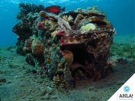 Коралловый риф Эйлата_Coral Reef Eilat