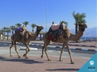 diving tours in Israel, Eilat_diving Red Sea