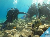 introductory dive in Eilat - 9 