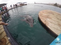 Дельфинарий Эйлата - Dolphin Reef Eilat
