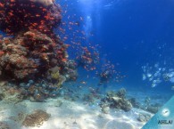 дайвинг_в_Эйлате- дайв-сайт три сестры - diving in Eilat- dive site three sisters