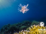 lion fish zebra fish in red sea eilat diving