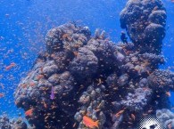 Diving site in Eilat "The Caves"