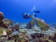 diving site in Eilat "University"