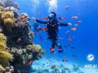 diving site in Eilat "Moses Rock"