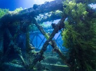 diving site in Eilat "Underwater Restaraunt"